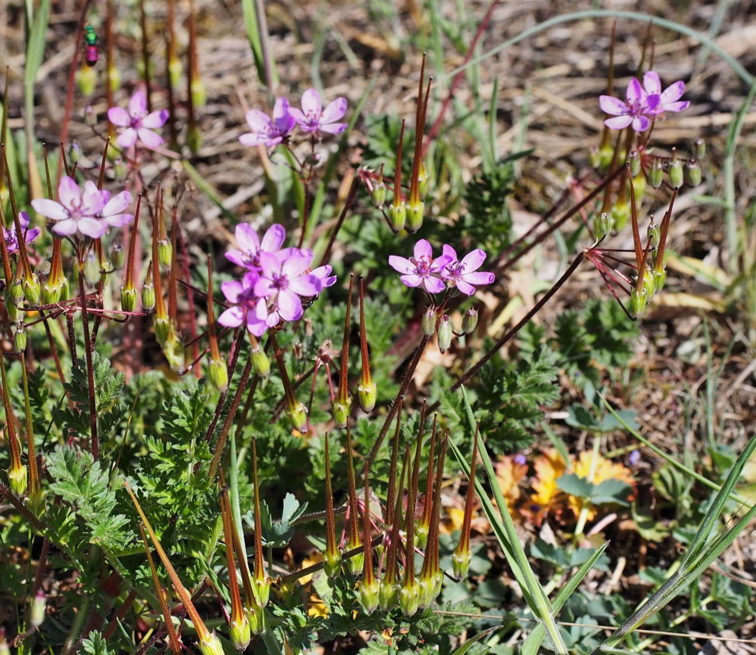 Storksbill